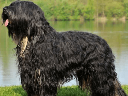 Португальская овчарка фото Portuguese Sheepdog Dog Breed UKPets