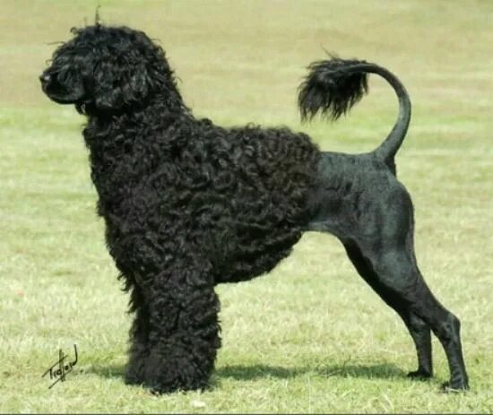 Португальская собака фото This is one amazing dog breed! Portugese water dogs, Portuguese water dog, Dog p