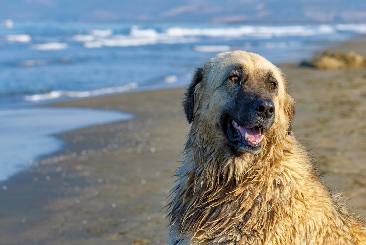 Португальская собака фото Big Dog's Gentle Reaction to 1-Year-Old Is So Touching