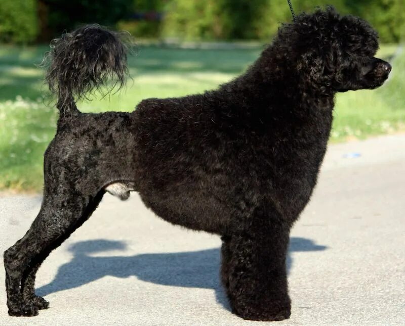 Португальская собака фото Portuguese Water Dog (PWD) - Breed Information and Images - K9RL