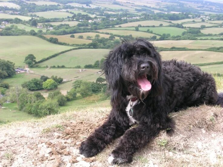 Португальская собака фото Portuguese Water dog and beautiful Dorset views Portuguese water dog, Portugese 