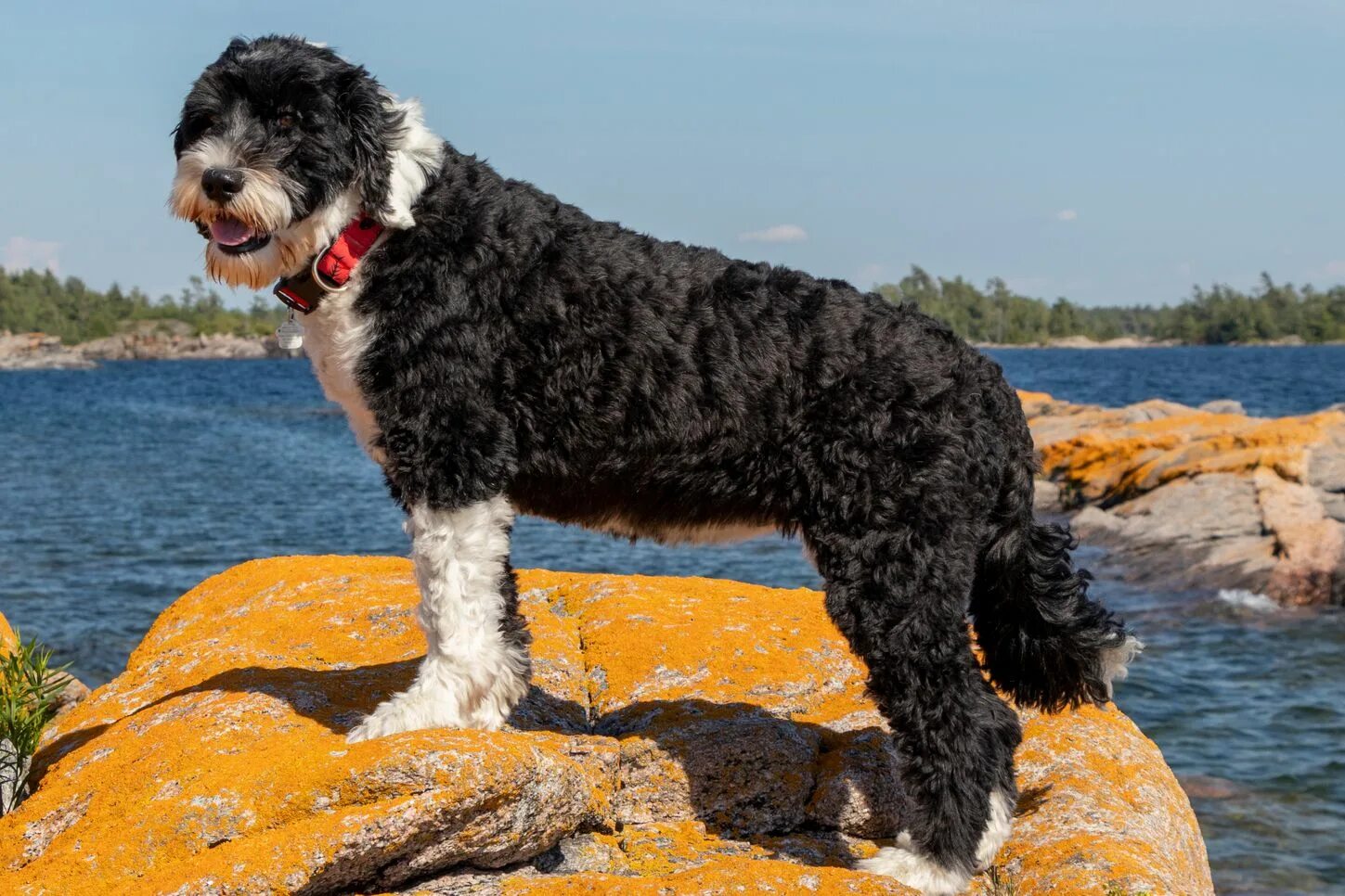 Португальская собака фото Portuguese Water Dog: Dog Breed Characteristics & Care