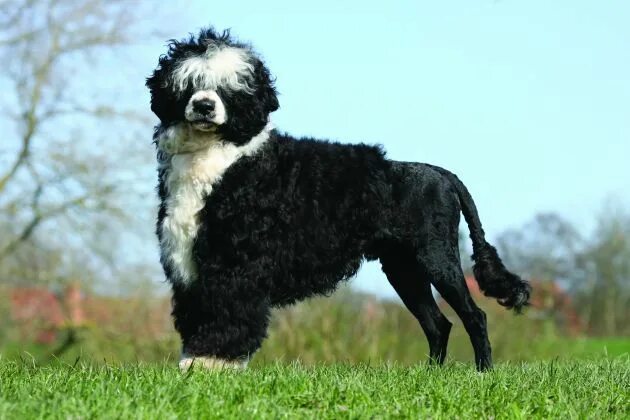 Португальская собака фото Portuguese Water Dog & Puppy Breed and Adoption Info Petfinder Portugiesischer w