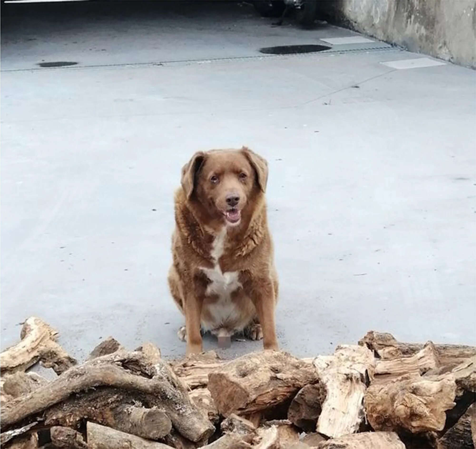 Португальская собака фото Oldest dog ever,' Bobi, dethrones Guinness World Records holder