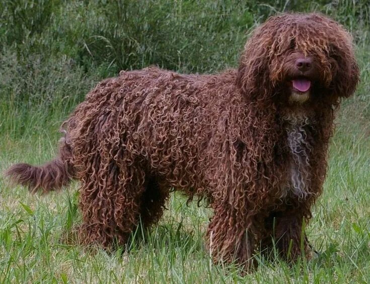 Португальская водяная собака фото perro de aguas español Spanish water dog, Water dog, Every dog breed