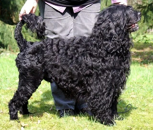 Португальская водяная собака фото Portuguese Water Dog - Wikipedia