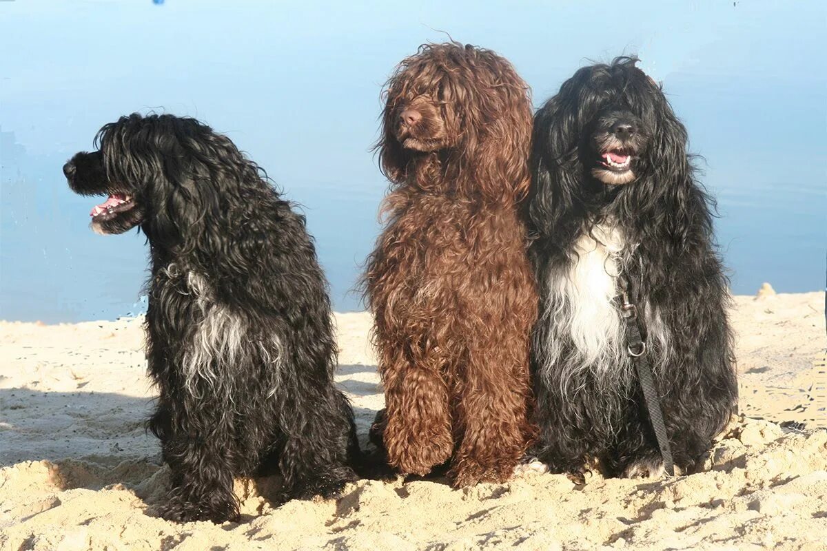 Португальская водяная собака фото O Cão de Água Português, Cão d'Água Português ou Cão d'Água Algarvio (como é con