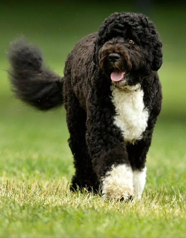 Португальская водяная собака фото Bo Obama Portuguese water dog, Water dog, Portugese water dogs