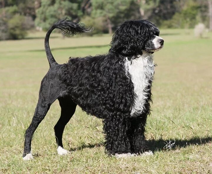 Португальская водяная собака фото PORTUGUESE WATER DOG