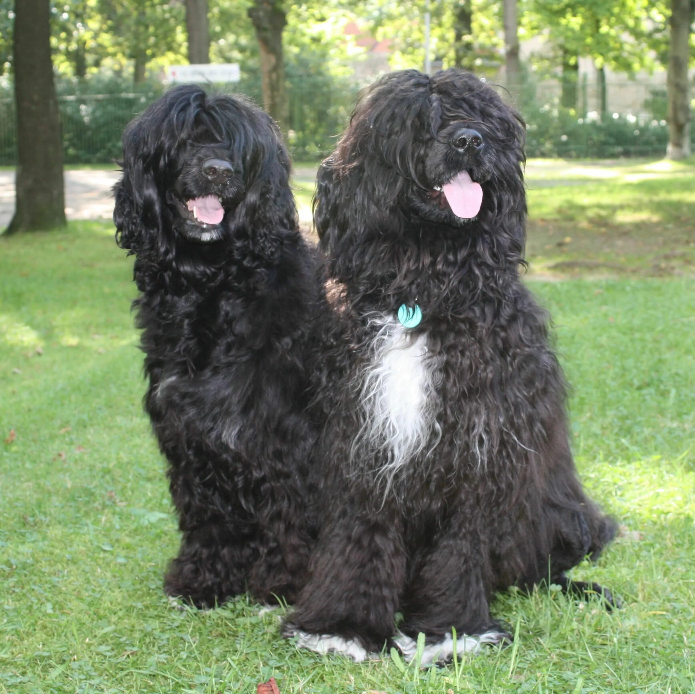 Португальская водяная собака фото Portugese Water Dogs Portugese water dogs, Water dog, Dogs and puppies