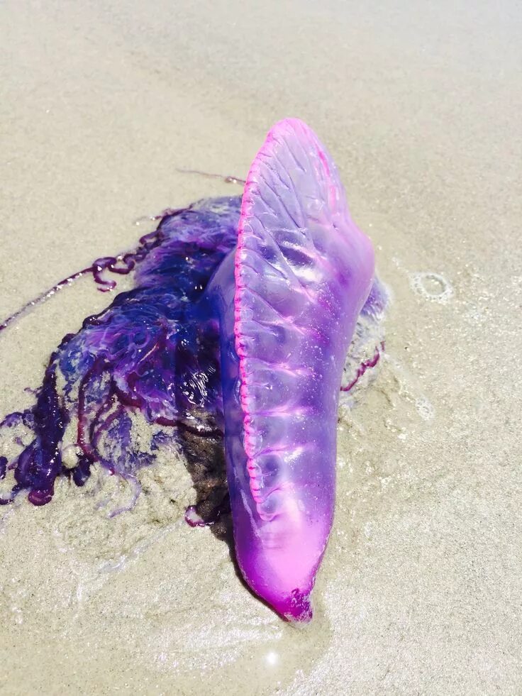 Португальский кораблик укус фото Pin on Portuguese Man Of wars at Padre island , Texas