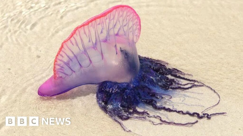 Португальский кораблик укус фото Portuguese man o' war spotted on County Clare beaches - BBC News