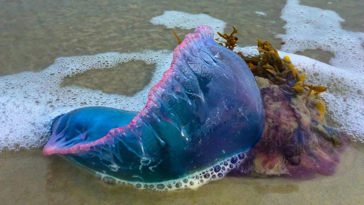 Португальский кораблик укус фото Even dead, Portuguese Man-of-War are dangerous. Here's what you need to know - Y