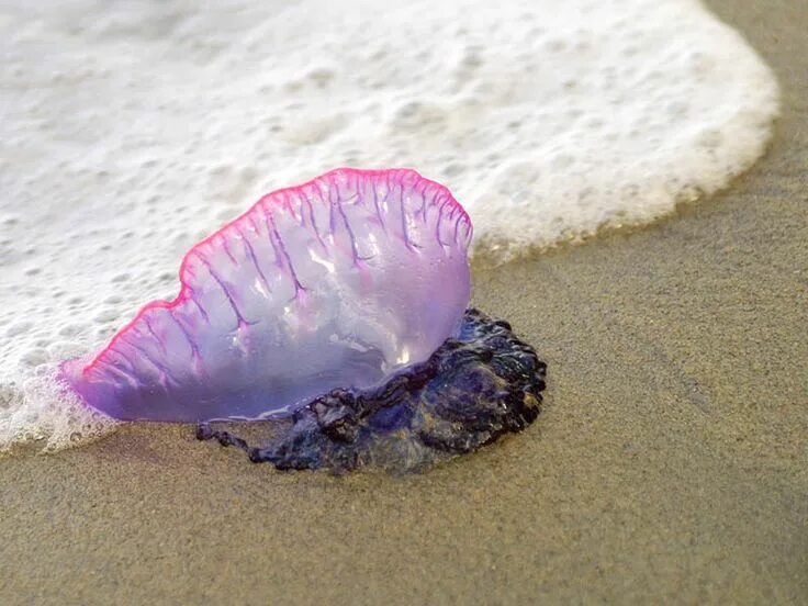 Португальский кораблик укус фото Portuguese Man-o-war, not fun getting stung by one of these! Portuguese man o' w