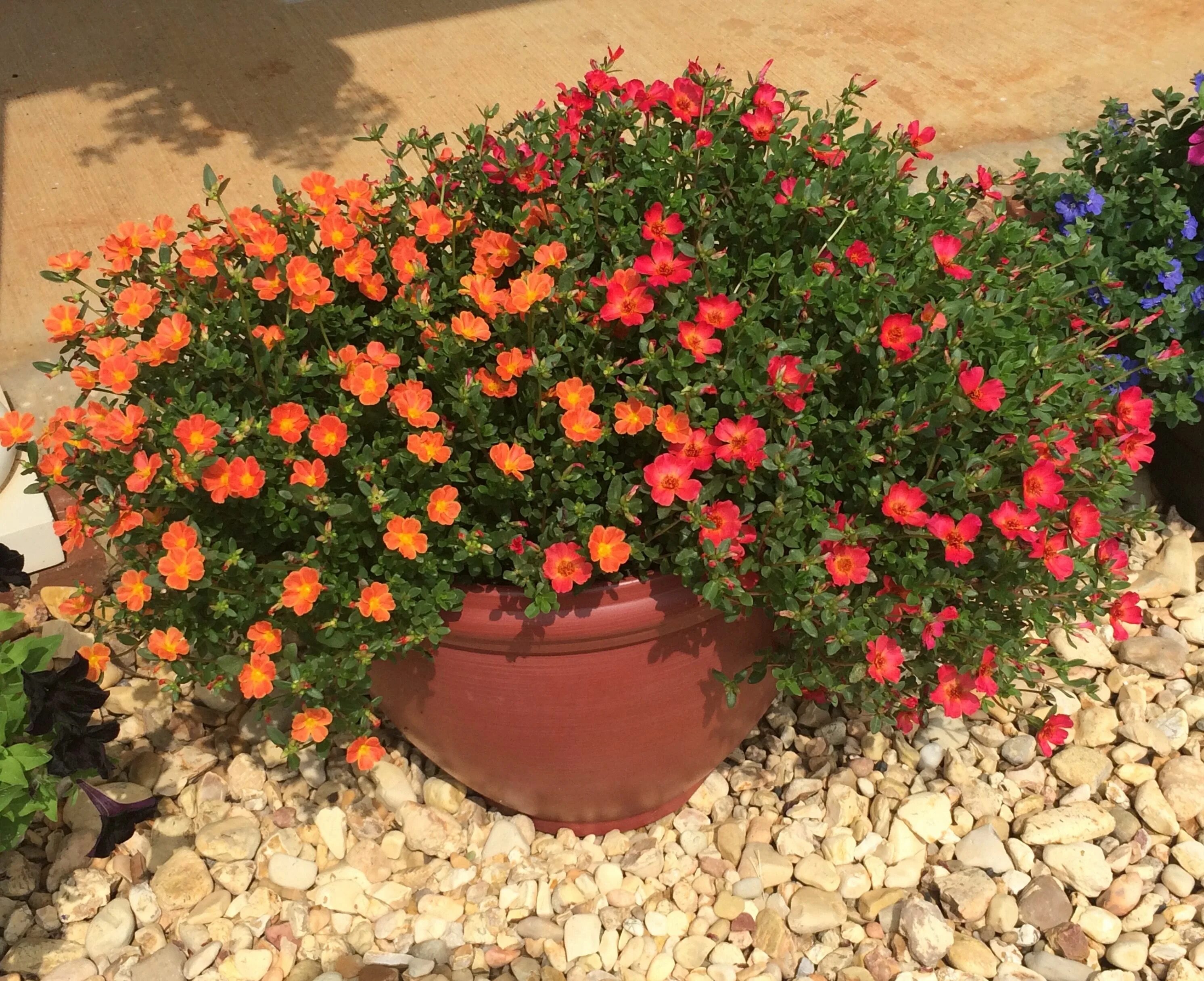 Портулак ампельный посадка и уход фото Two portulaca plants Plants, Perennial plants, Planting flowers