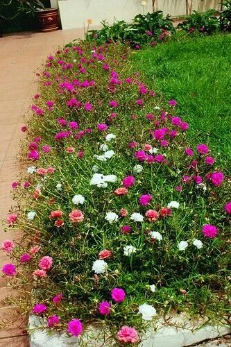 Портулак декоративный фото Pin by Flowers In Heart on Moss Roses Annual plants, Garden yard ideas, Plants