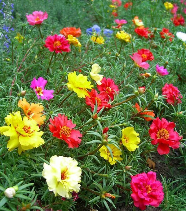 Портулак декоративный фото We've got 25 beautiful, colorful summer-blooming plants to choose from, many of 