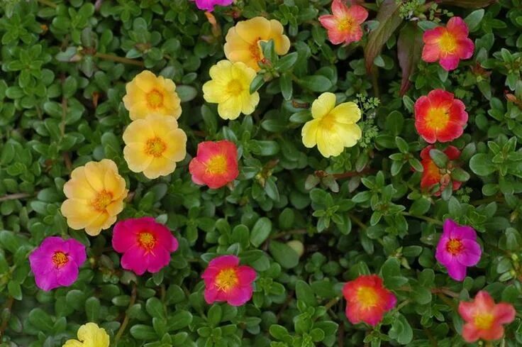 Портулак декоративный фото Portulaca - Portulaca oleracea - Piante Annuali - Portulaca, Fiore di vetro - Po