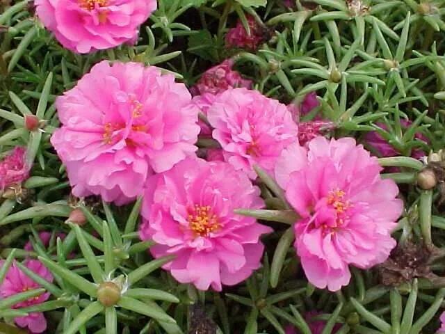 Портулак декоративный фото Portulaca Plantas anuais, Onze-horas, Suculentas