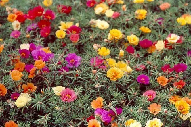 Портулак декоративный многолетний фото Moss Rose Mix Colors 500 Seeds Non GMO - Etsy Canada in 2022 Portulaca flowers, 