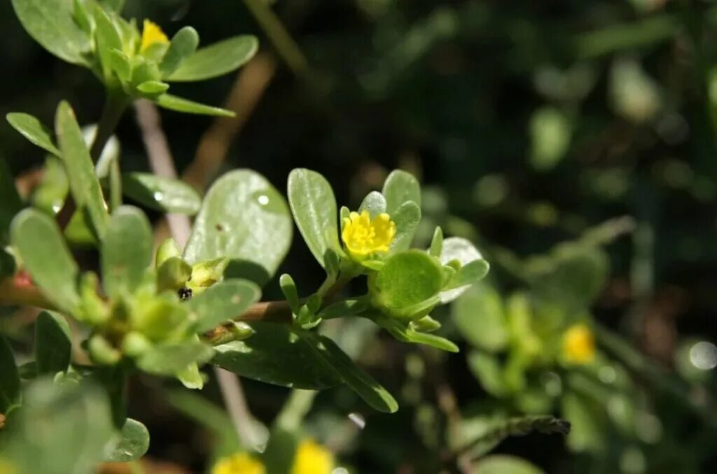 Портулак дикий фото сорняк Как вырастить ПОРТУЛАК ОГОРОДНЫЙ своими руками? ? Разные способы