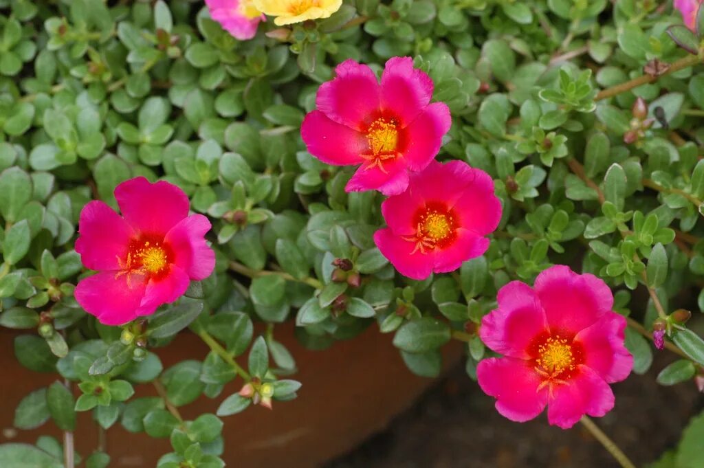 Портулак фото и описание посадка Purslane - Portulaca North Carolina Extension Gardener Plant Toolbox