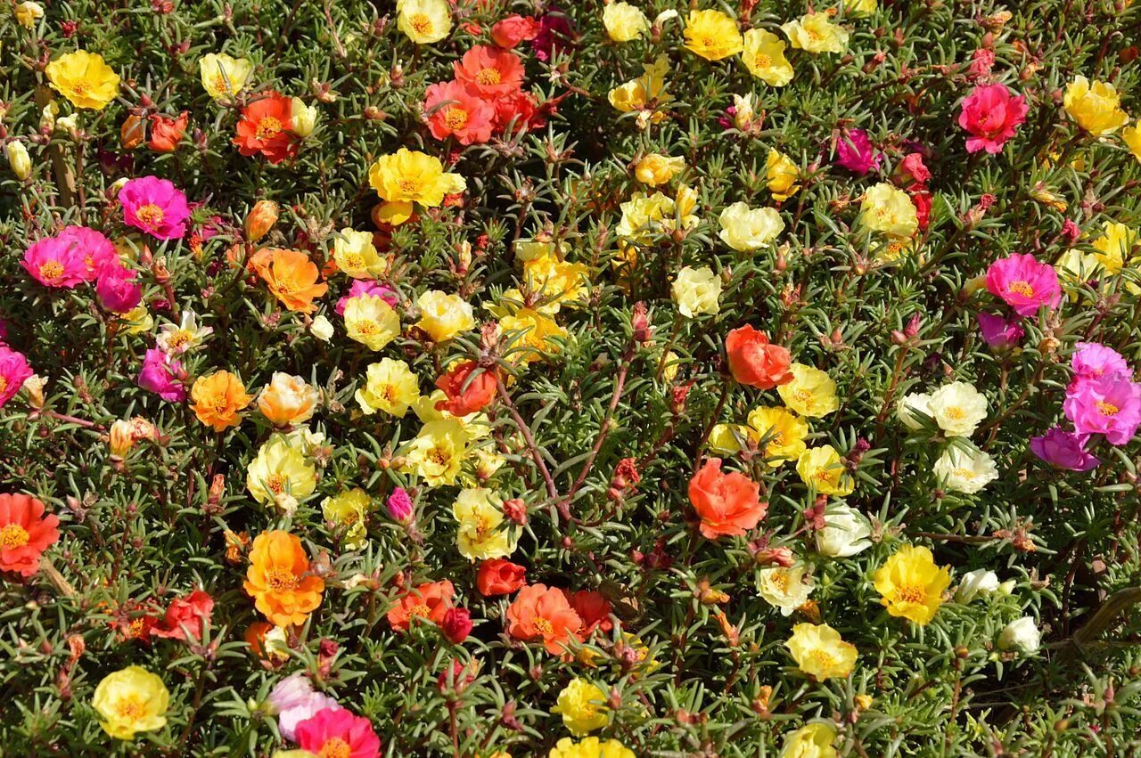 Портулак фото и описание посадка 500 Samen Portulakröschen bunter Portulak-Mix Portulaca Grandiflora Balkonblume 