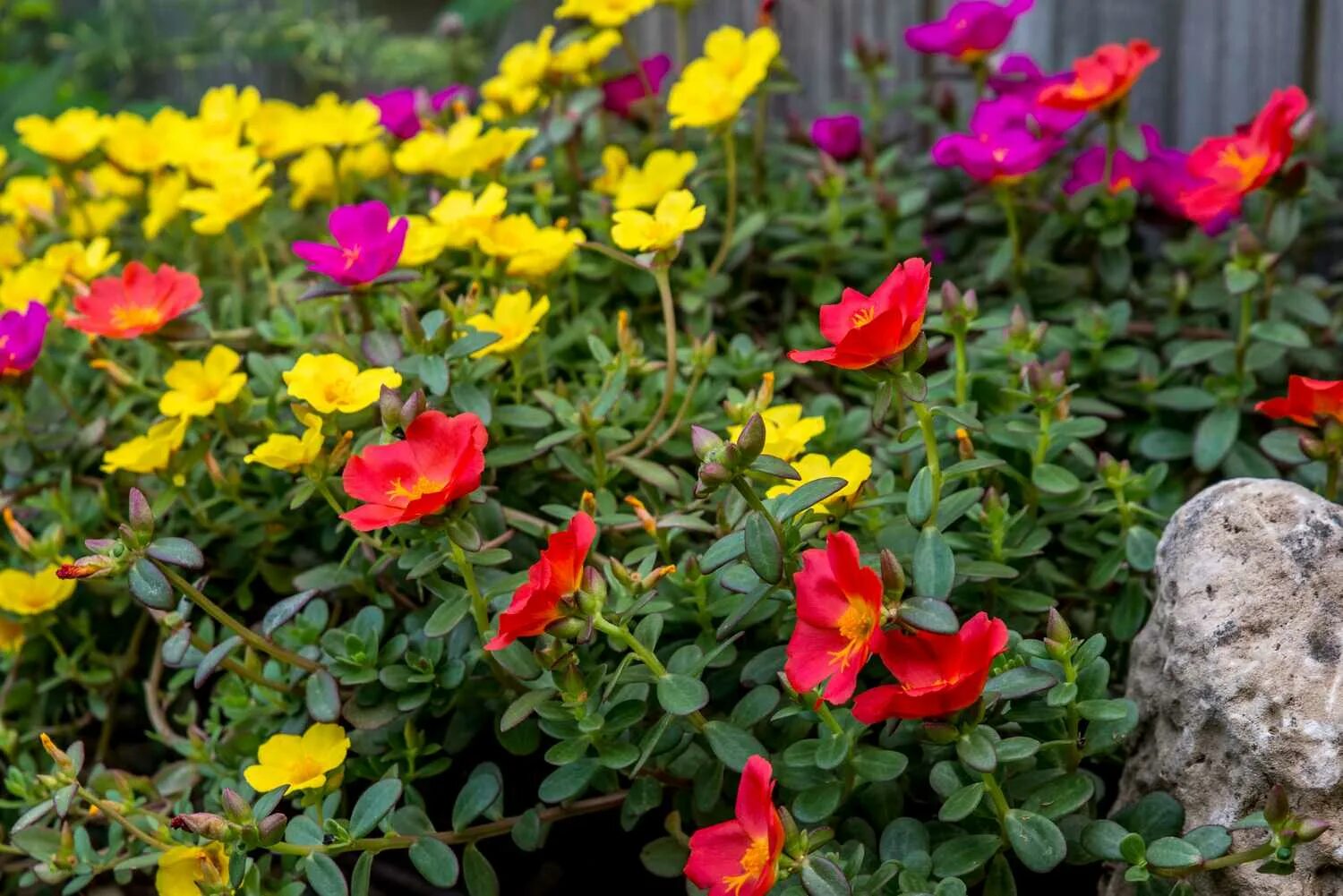 Портулак фото и описание посадка How to Grow and Care for Portulaca As a Beginner