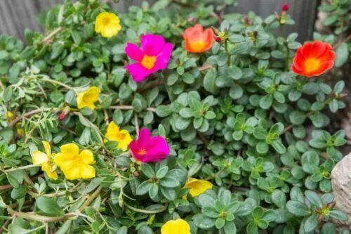 Портулак фото и описание посадка уход Moss rose simple mix 25 seeds eBay