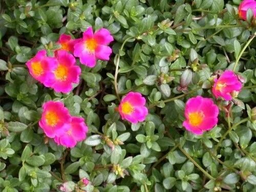 Портулак фото и описание посадка уход Портулак: посадка и уход Drought tolerant plants, Portulaca grandiflora, Edible 