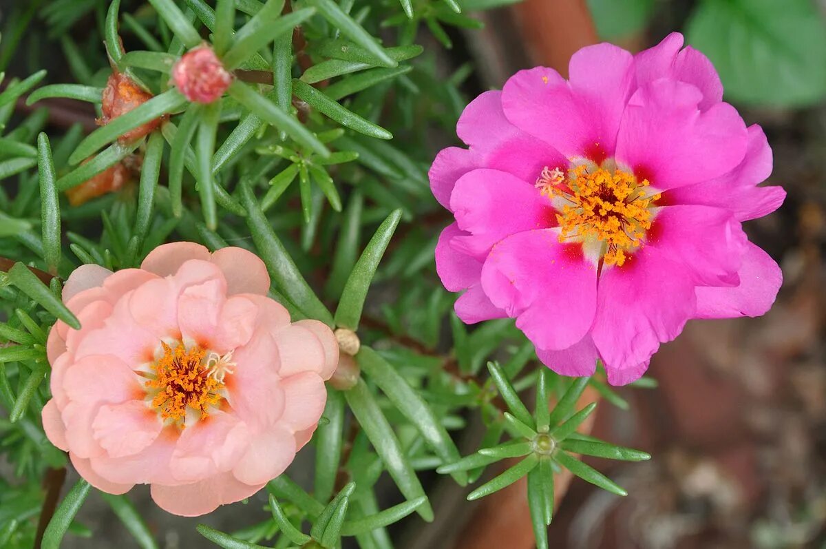 500 Samen Portulakröschen bunter Portulak-Mix Portulaca Grandiflora Balkonblume 