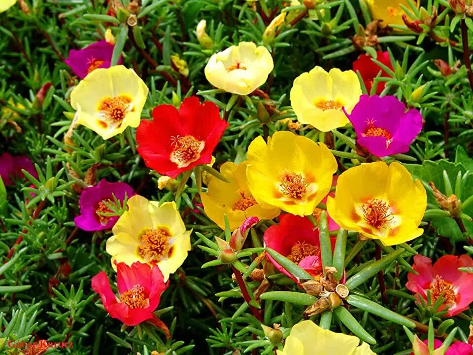 Портулак фото и описание посадка уход Amazon.com: Portulaca Plants