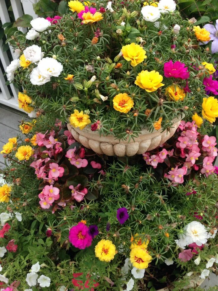 Портулак фото на клумбе Colorful Portulaca Grandiflora Planter