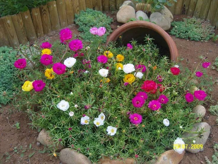 Портулак фото на клумбе Portulaca Grandiflora kedi tırnağı ipek çiçeği Unique garden decor, Garden decor