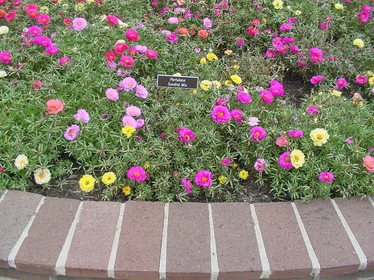 Портулак фото на клумбе Portulaca Fragrant flowers, Ground cover, Ground cover plants