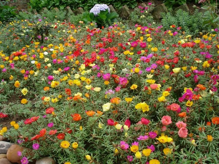 Портулак фото на клумбе многолетние Onze-horas - Portulaca grandiflora Flor onze horas, Plantas jardim, Onze-horas