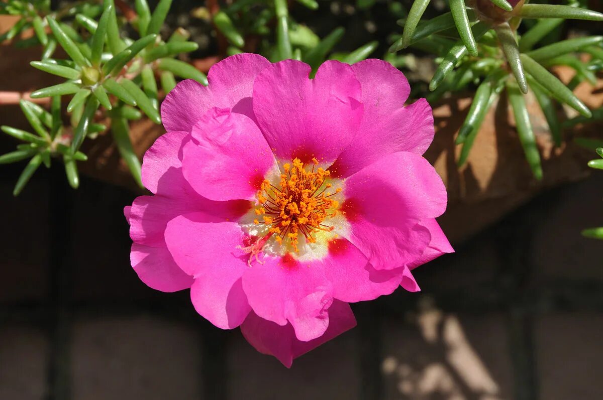 Портулак фото цветов Archivo:Portulaca - Kolkata 2010-08-03 6989.JPG - Wikipedia, la enciclopedia lib