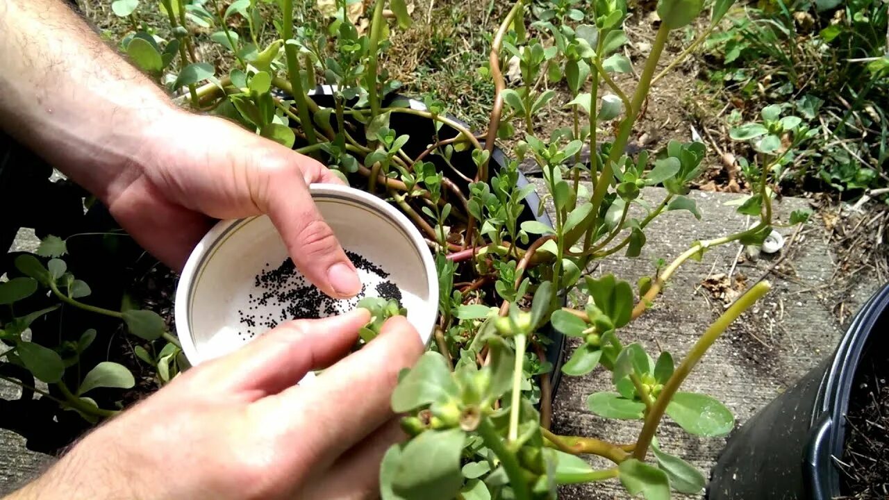 Портулак как выглядит семена Purslane seed harvest - YouTube