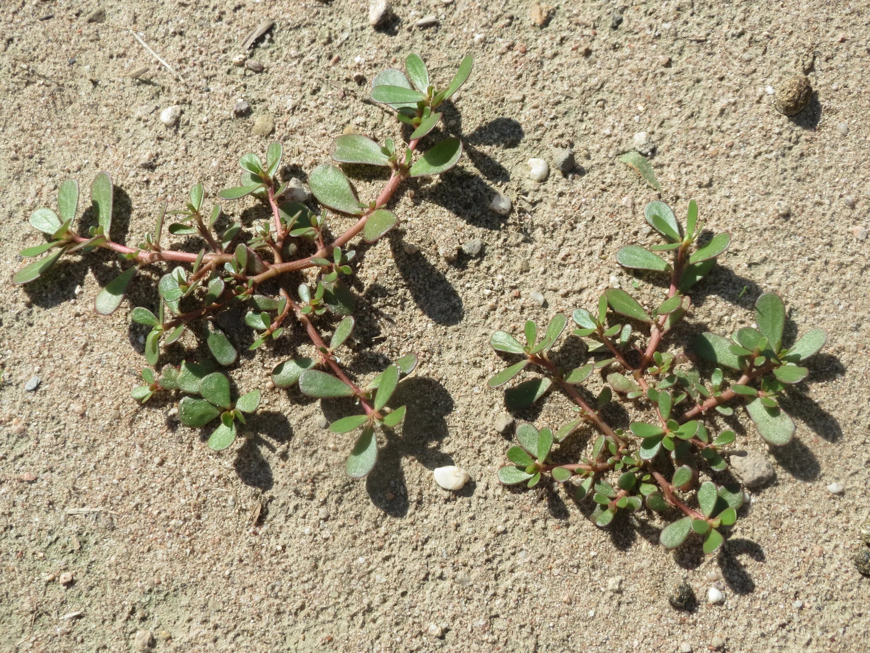 Портулак как выглядит семена File:20160701Portulaca oleracea1.jpg - Wikimedia Commons