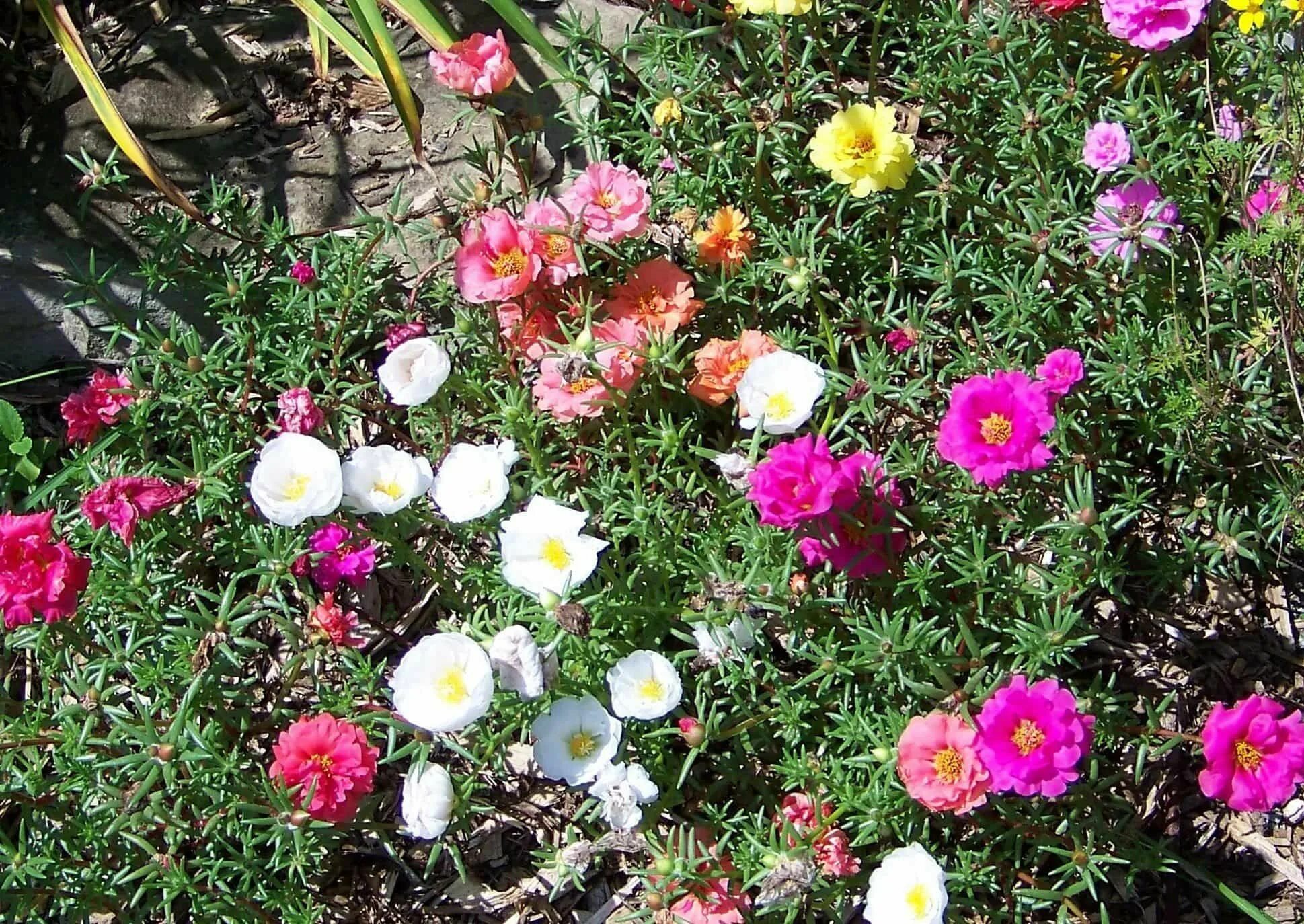 Портулак махровый фото на клумбе Easy To Care Moss Rose Plants Planting roses, Rose like flowers, Rose plant care