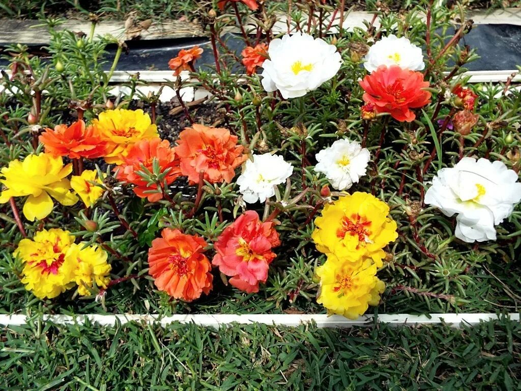 Портулак махровый фото на клумбе Portulaca Grandiflora Border ThriftyFun