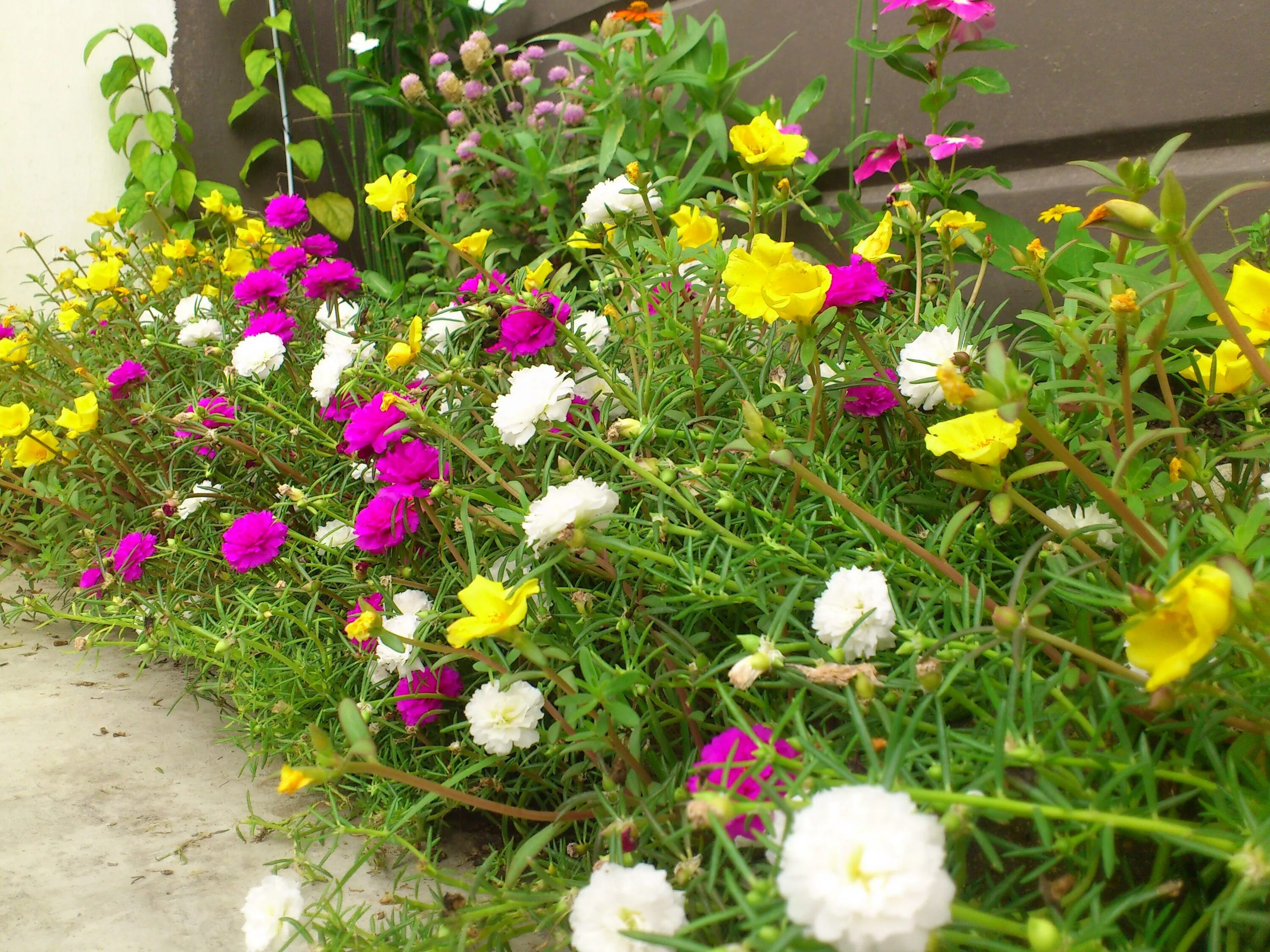 Портулак махровый фото на клумбе Moss Rose (Portulaca grandiflora) - is a flowering plant in the family Portulaca