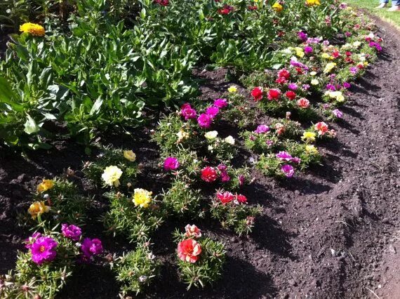 Портулак огородный фото на клумбе 500 Mixed Colorful Moss Rose / Sun Rose/ Mexican-rose/ Eleven O'Clock/ Purslane 