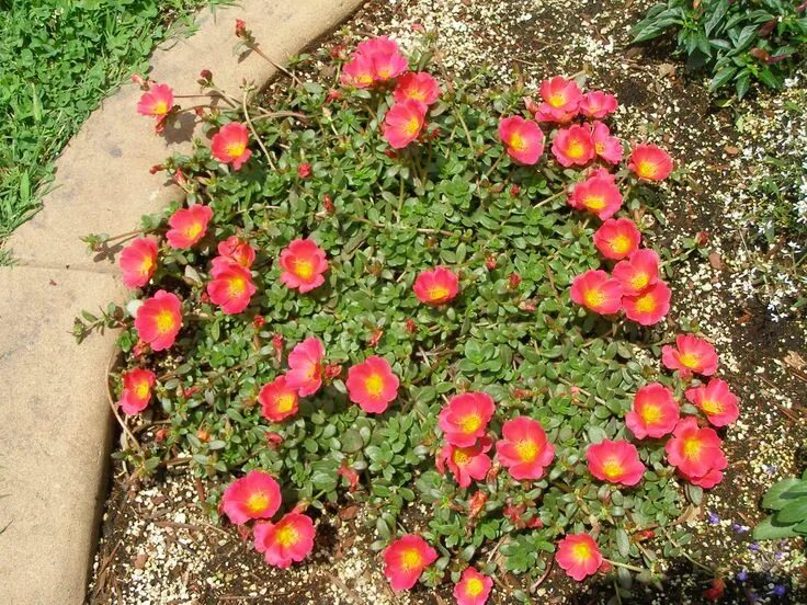 Портулак огородный фото на клумбе purslane rio scarlet Garden vases, Ground cover plants, Ground cover