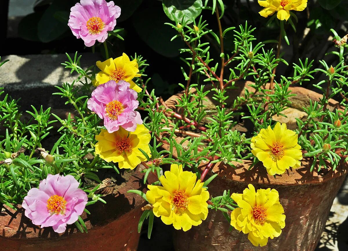 Портулак посадка фото File:Portulaca grandiflora, Burdwan, 30032014 (1).jpg - Wikimedia Commons