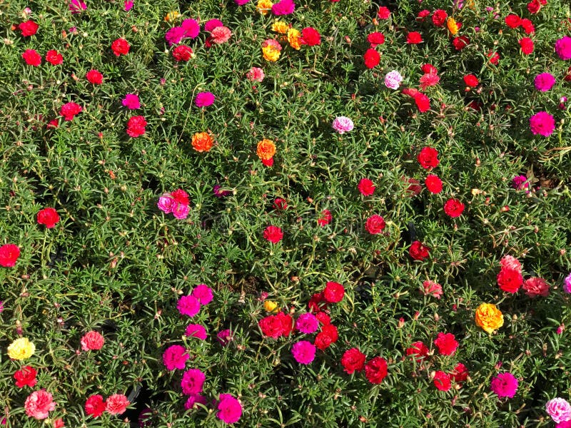 500 Samen Portulakröschen bunter Portulak-Mix Portulaca Grandiflora Balkonblume 