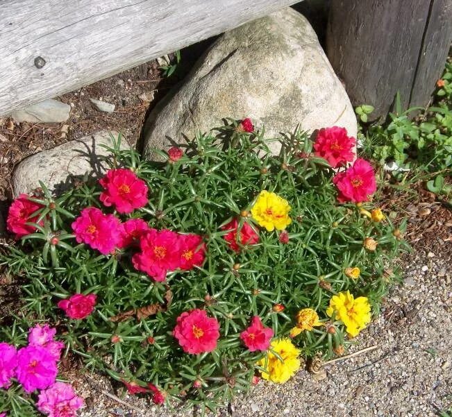 Портулак посадка фото Portulaca