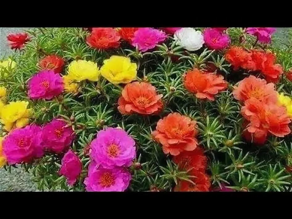 500 Samen Portulakröschen bunter Portulak-Mix Portulaca Grandiflora Balkonblume 