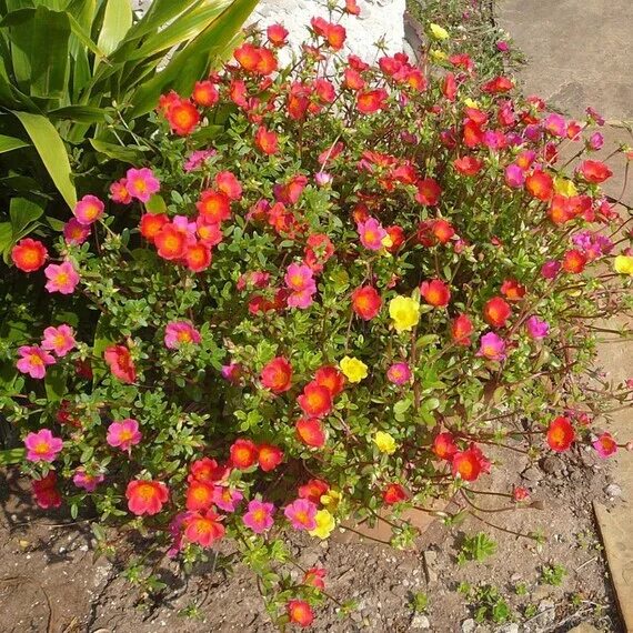 Портулак посадка и уход фото 200x Moss Rose MIX Portulaca Grandiflora Fresh Seeds Flower Etsy