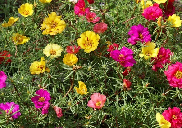 Портулак садовый фото Guide to Portulaca Plants: How to Plant & Care for "Portulaca grandiflora" Portu